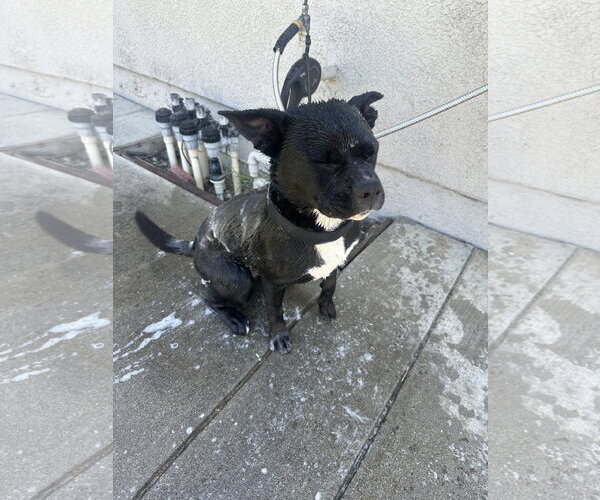 Medium Photo #3 American Pit Bull Terrier-Siberian Husky Mix Puppy For Sale in Woodland, CA, USA