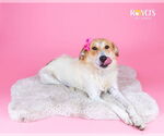 Small #9 Australian Shepherd Mix