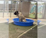 Small #5 Mastiff