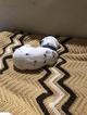 Small Photo #10 Dalmatian Puppy For Sale in LINCOLN, NE, USA