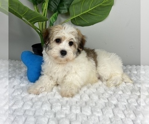 Havanese Puppy for sale in FRANKLIN, IN, USA