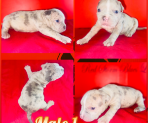 Medium American Bully