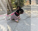 Small #4 French Bulldog