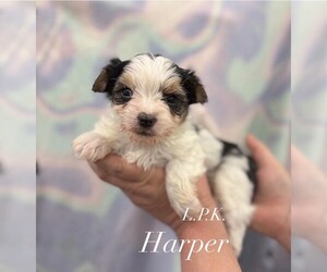 Yorkshire Terrier Puppy for sale in WINNSBORO, LA, USA