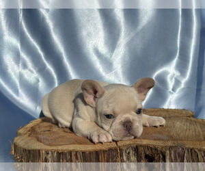 French Bulldog Puppy for sale in EDEN, NC, USA
