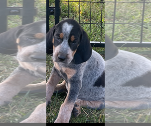 Bluetick Coonhound Puppy for sale in STANCHFIELD, MN, USA