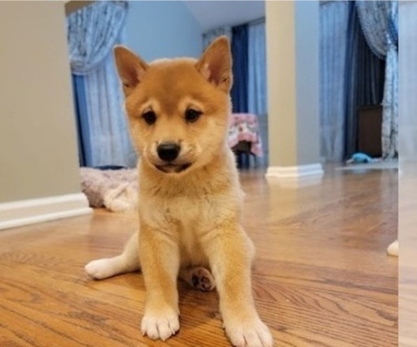 Medium Photo #22 Shiba Inu Puppy For Sale in CARPENTERSVILLE, IL, USA