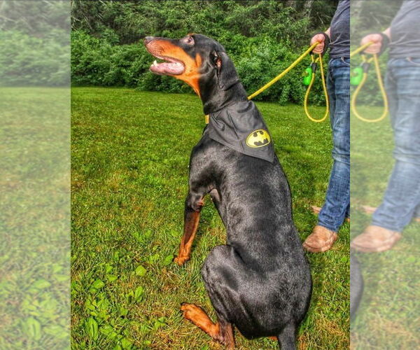 Medium Photo #6 Doberman Pinscher Puppy For Sale in Bullard, TX, USA