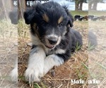 Small Photo #3 Australian Cattle Dog-Scotch Collie Mix Puppy For Sale in PLAINS, MT, USA