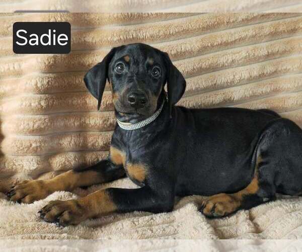 Medium Photo #1 Doberman Pinscher Puppy For Sale in POMEROY, OH, USA