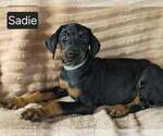 Image preview for Ad Listing. Nickname: Sadie