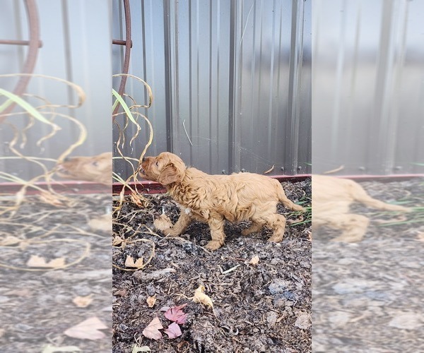 Medium Photo #6 Cavapoo mix (+ Poodle Miniature) Puppy For Sale in GREENWOOD, WI, USA