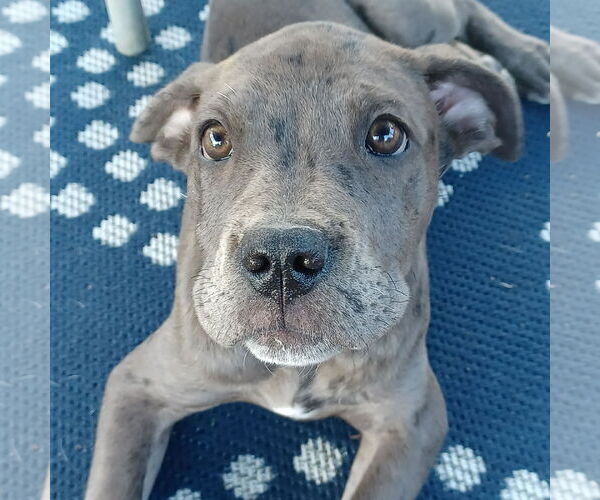 Medium Photo #2 Great Dane-Unknown Mix Puppy For Sale in Huntersville, NC, USA