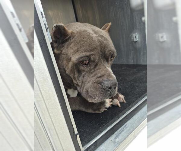 Medium Photo #1 American Staffordshire Terrier-Unknown Mix Puppy For Sale in San Antonio, TX, USA