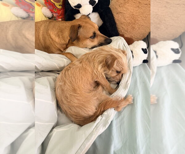 Medium Photo #3 Mutt Puppy For Sale in Dana Point, CA, USA