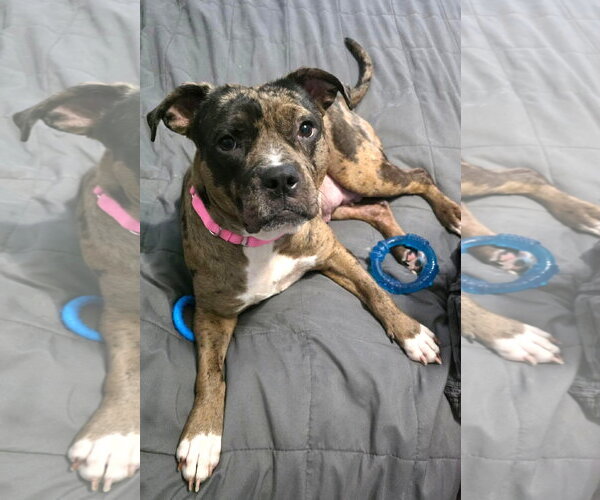 Medium Photo #4 Mutt Puppy For Sale in Rockville, MD, USA