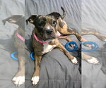 Small #3 Mutt