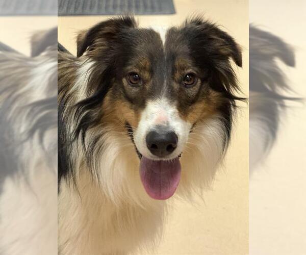 Medium Photo #1 Border-Aussie Puppy For Sale in Placerville, CA, USA