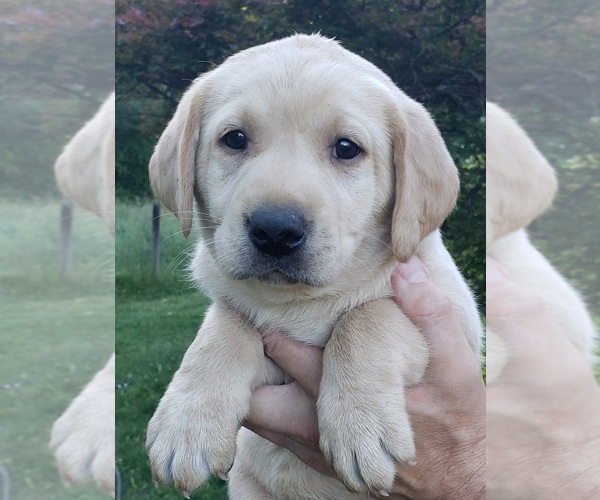 Medium Photo #5 Labrador Retriever Puppy For Sale in OLYMPIA, WA, USA