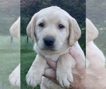 Small Photo #10 Labrador Retriever Puppy For Sale in OLYMPIA, WA, USA