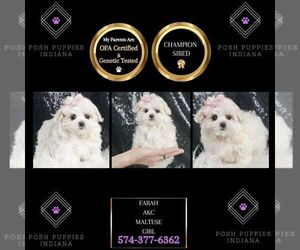 Maltese Puppy for sale in WARSAW, IN, USA