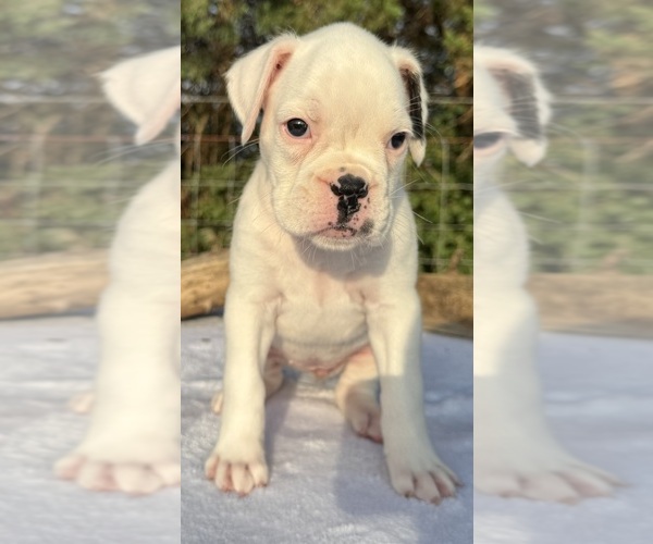Medium Photo #1 Boxer Puppy For Sale in PAWNEE CITY, NE, USA