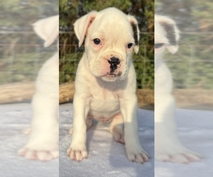 Boxer Puppy for sale in PAWNEE CITY, NE, USA