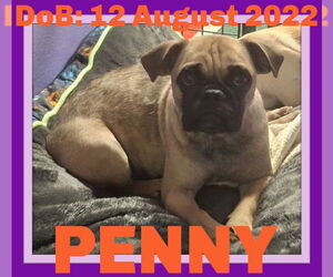 Pug Dogs for adoption in Sebec, ME, USA