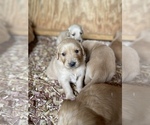Small Photo #8 Golden Retriever Puppy For Sale in TOWN CREEK, AL, USA