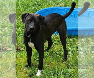 Labrador Retriever-Unknown Mix Dogs for adoption in Germantown, OH, USA