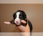Small Photo #2 Bernese Mountain Dog Puppy For Sale in BUFFALO, NY, USA
