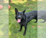 Small #6 German Shepherd Dog Mix