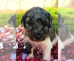 Small Goldendoodle