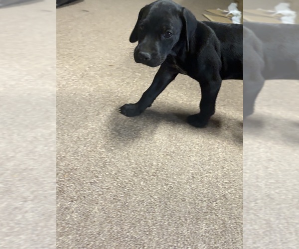 Medium Photo #3 German Shorthaired Pointer Puppy For Sale in LEWISTON, NY, USA