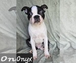 Small Photo #29 Boston Terrier Puppy For Sale in ALBANY, OH, USA