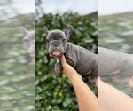 Small #6 French Bulldog
