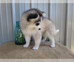 Small Photo #13 Pomsky Puppy For Sale in BELLEVUE, IA, USA