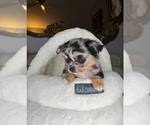 Small #3 Chihuahua
