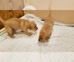 Small Photo #11 Labrador Retriever Puppy For Sale in NEW STANTON, PA, USA
