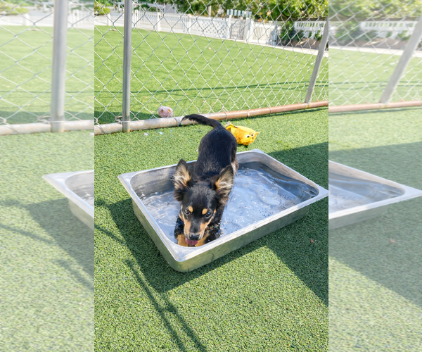 Medium Photo #2 Chihuahua-Unknown Mix Puppy For Sale in La Verne, CA, USA