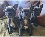 Small Photo #3 French Bulldog Puppy For Sale in GUILFORD, ME, USA