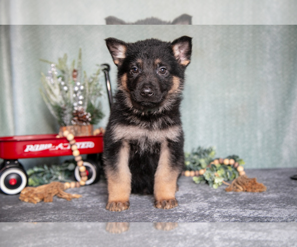 Medium Photo #1 German Shepherd Dog Puppy For Sale in NAPPANEE, IN, USA