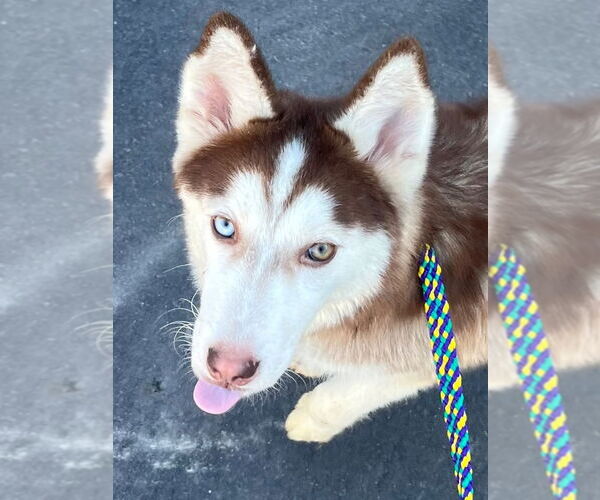 Medium Photo #4 Siberian Husky Puppy For Sale in Tarboro, NC, USA