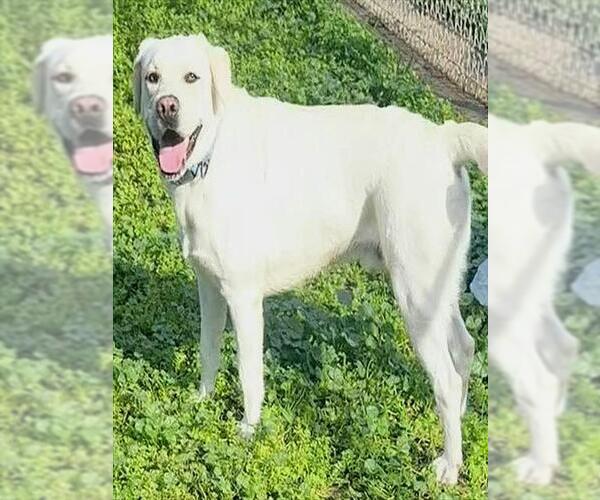 Medium Photo #1 Labrador Retriever Puppy For Sale in Sacramento, CA, USA