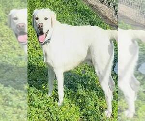 Labrador Retriever Dogs for adoption in Sacramento, CA, USA