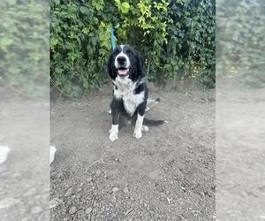 Border Collie Dogs for adoption in Ogden, UT, USA