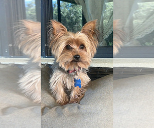 Father of the Yorkshire Terrier puppies born on 08/21/2025