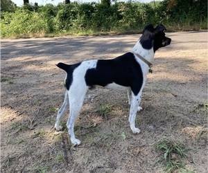 Father of the Rat Terrier puppies born on 05/26/2024