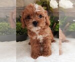 Puppy Puppy 2 Female Cavapoo