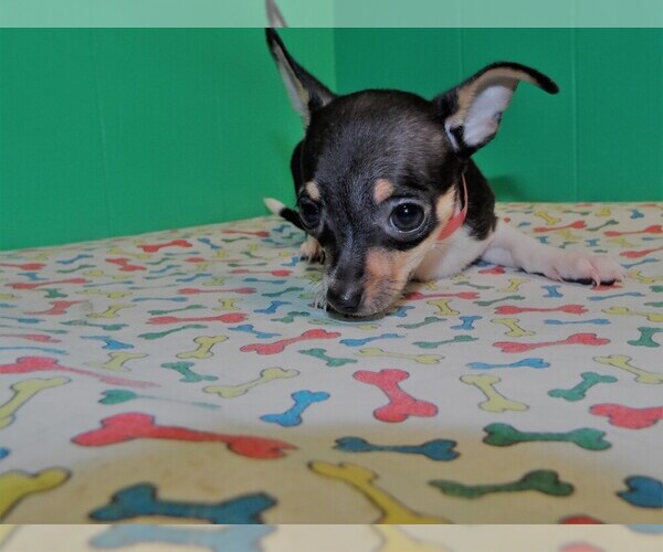View Ad Chihuahua Puppy for Sale near New Jersey